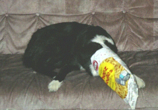 tessieostbagspase.gif